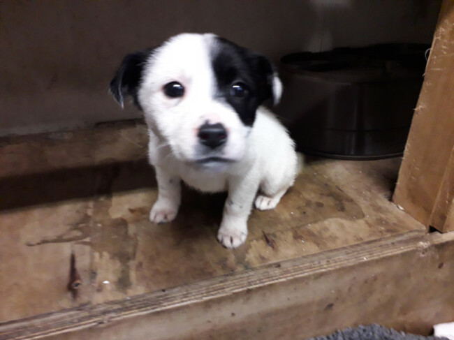 Puppies saved just in time