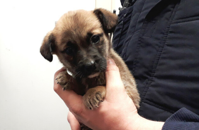 Puppies saved just in time