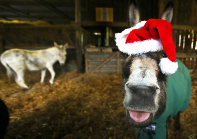 Donkeys celebrate Christmas