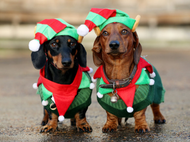 Sausage dog festive walk