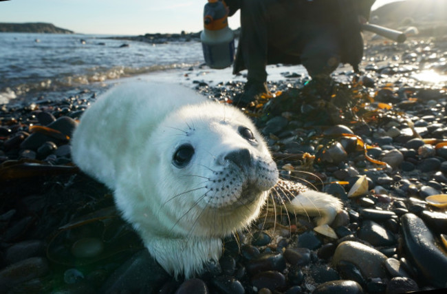 Seal pups on Farne Islands