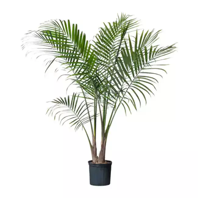 palm plant