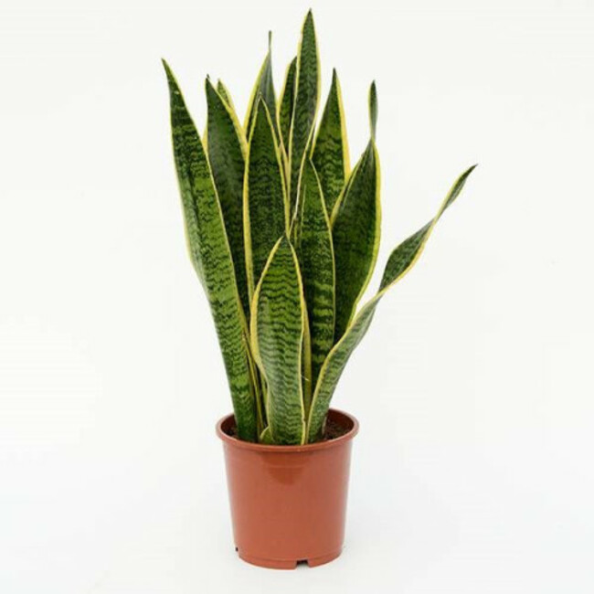 snake plant