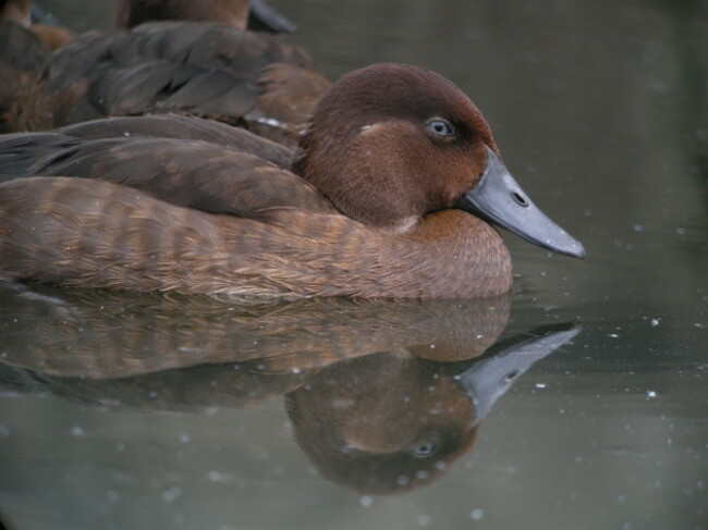 Madagascar_Pochard,_Captive_Breeding_Program,_Madagascar_4