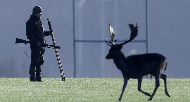 Phoenix Park deer cull