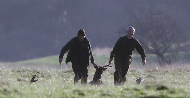 Phoenix Park deer cull