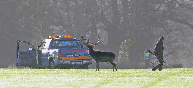 Phoenix Park deer cull