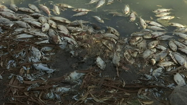 Australia Dying Fish