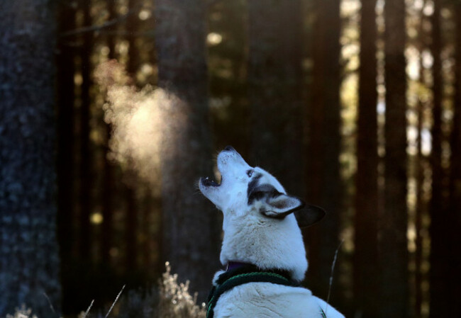 Aviemore Sled Dog Rally 2019