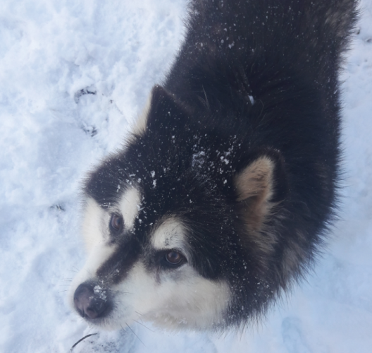 Zuzanna Lubienska's dog Manuka in the Roscommon snowfall.