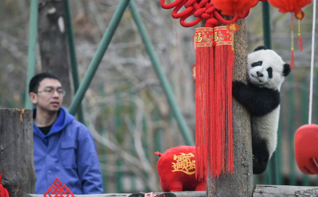 CHINA-SICHUAN-GIANT PANDA-SPRING FESTIVAL (CN)