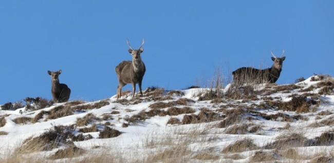 LR WILD WICKLOW DEER II2A9596_90563346