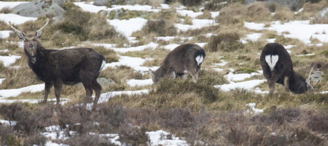 WILD WICKLOW DEER 758A9111_90563402