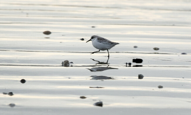 DUBLIN SCENES 33_90564505