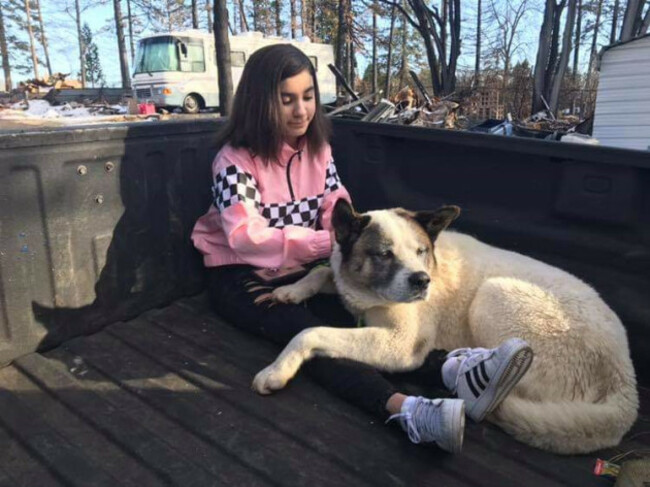 California Wildfire Dog Reunited