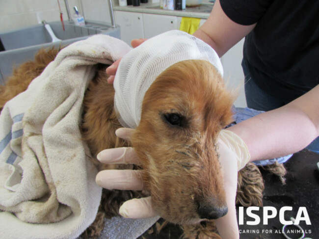 ISPCA remove 340 dogs and 11 horses from puppy farmer in Carlow