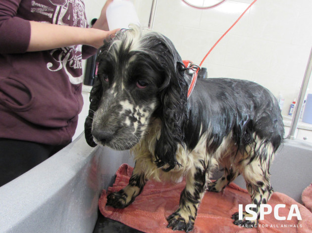 ISPCA rescue 340 dogs and 11 horses from Puppy Farm in Myshall,