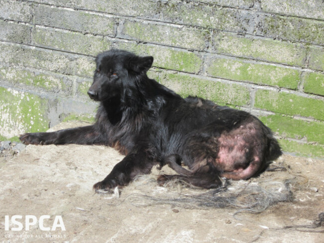 ISPCA removes 340 dogs and 11 horses from puppy farm in Carlow