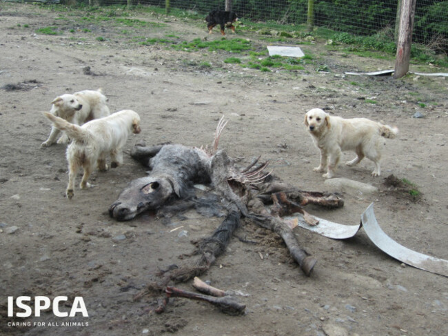 ISPCA remove 340 dogs and 11 horses from puppy farm in Carlow