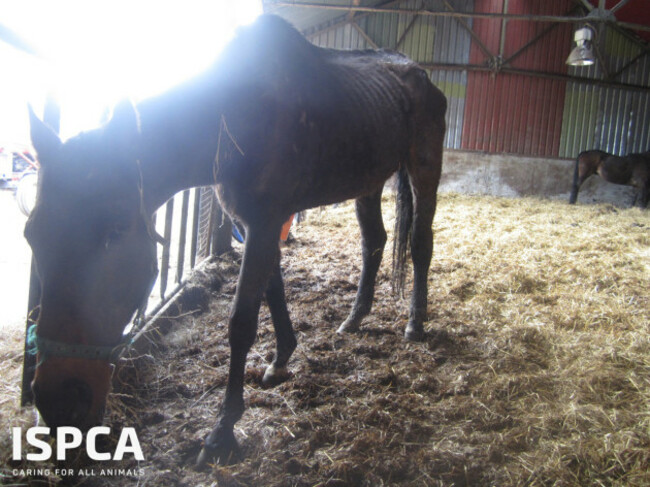 Starving horses rescued by ISPCA at Myshall Puppy Farm