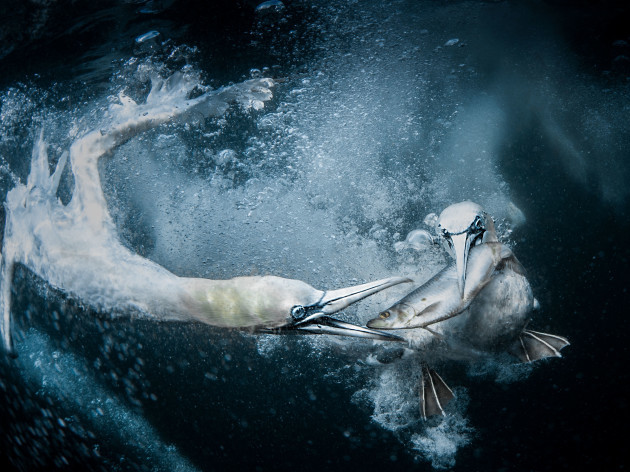 Underwater Gannets