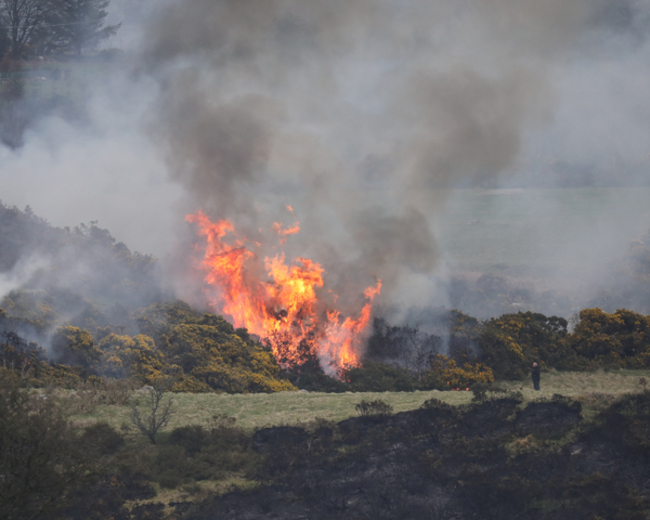 WICKLOW FIRES II2A9741_90565338