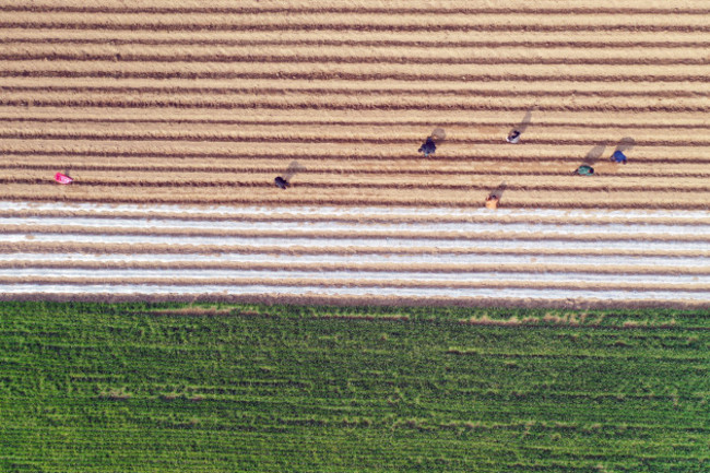 #CHINA-JINGZHE-FARM WORK