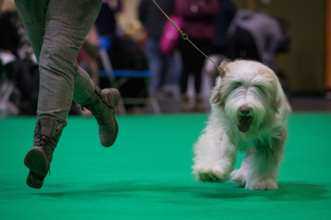 Crufts Dog Show - Day Two