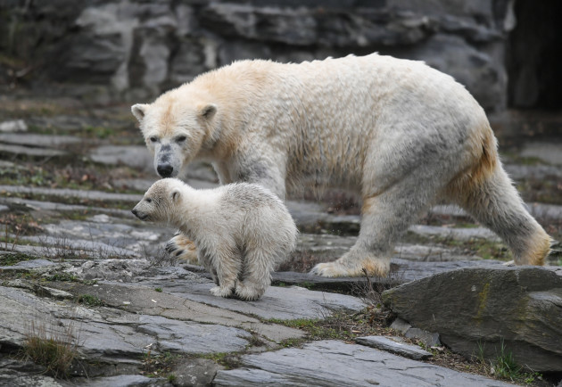 Polar bear offspring at Berlin Zoo