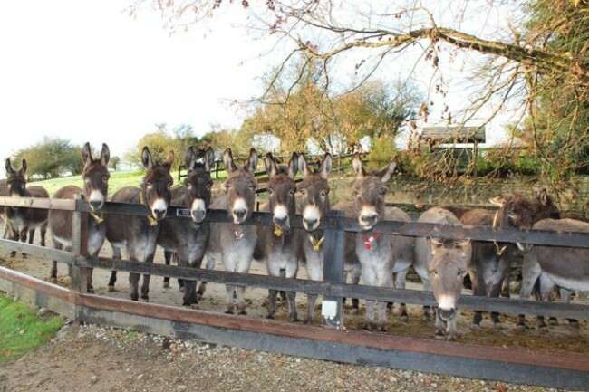 thedonkeysanctuary