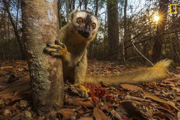 Red fronted brown lemur, madagascar