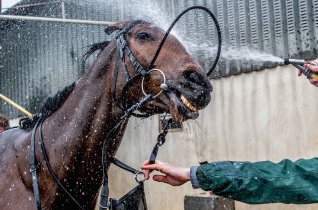 Tiger Roll getting washed after morning work