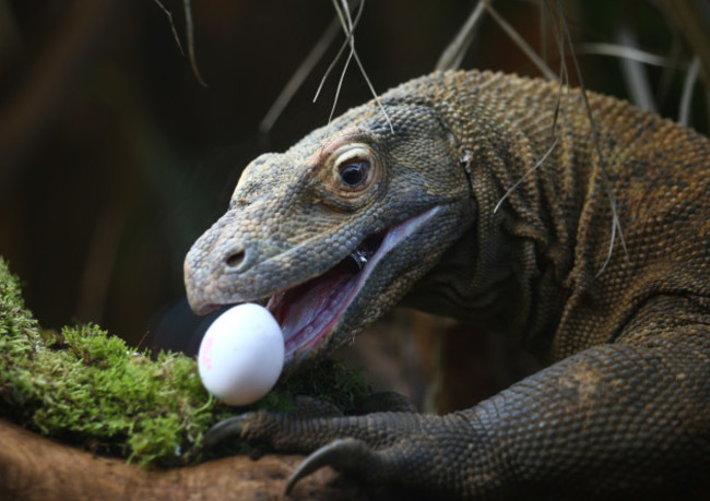 Easter at ZSL London Zoo