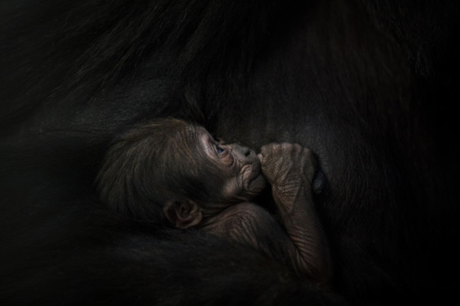 DublinZoo