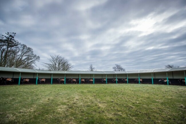 A view of Aidan O'Brien's string of horses in training at Ballydoyle