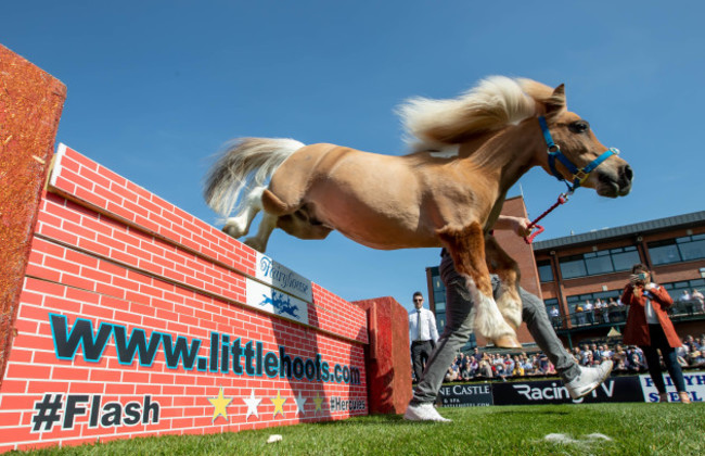 Flash clears a wall during a display of Fallabella ponies