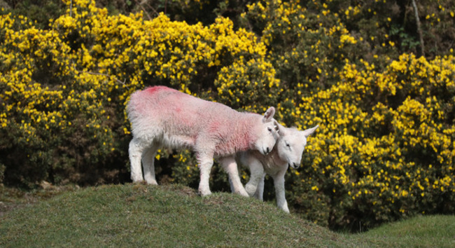 EASTER LAMBS II2A2550_90569477