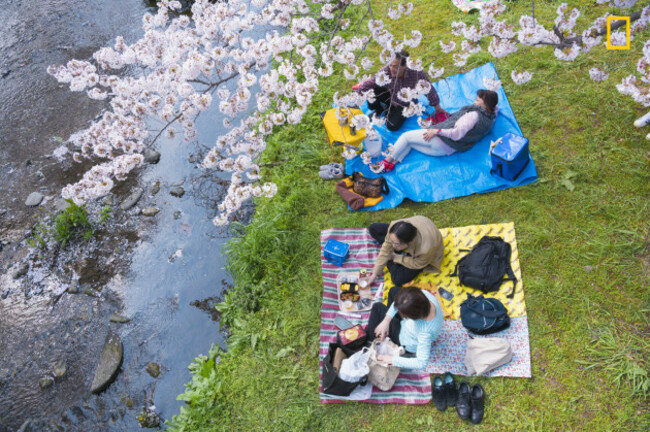 Under the cherry blossoms