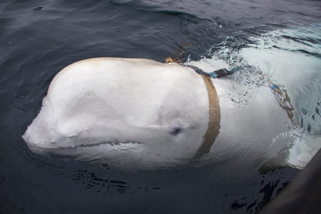 Norway Beluga Whale