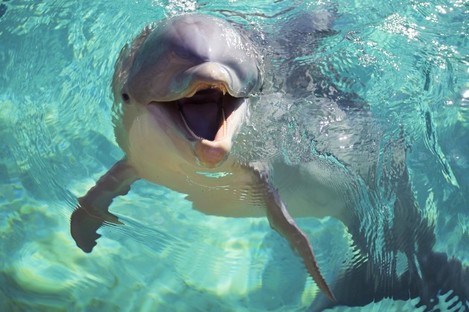 TIL at a Marine Mammal Studies Institute, dolphins were trained to