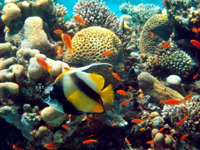 Impressions of the Red Sea - Coral reef