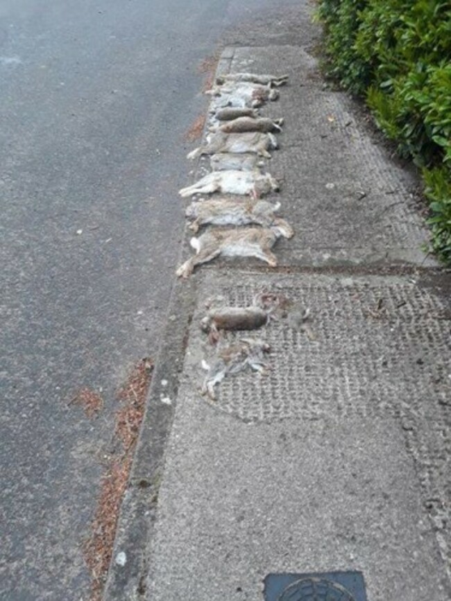 Rabbits