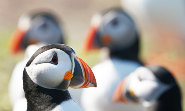 Puffin numbers on Farne Islands