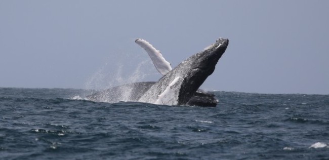 breaching humpbacks in Cape Verde April 2019_Simon Bercow_IWDG