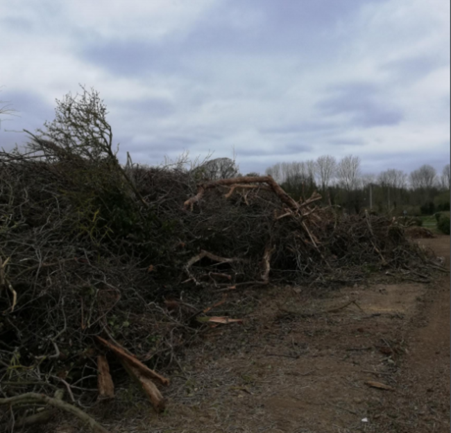 Hedge cutting1