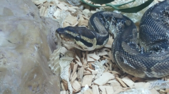 Python