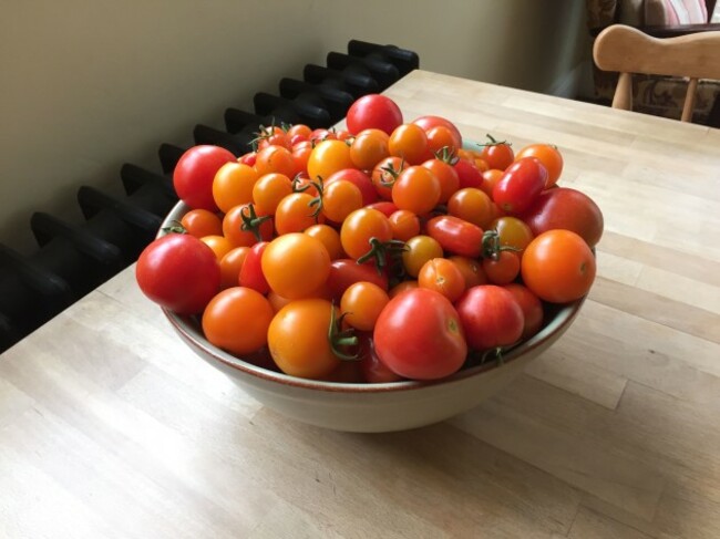 toms in bowl