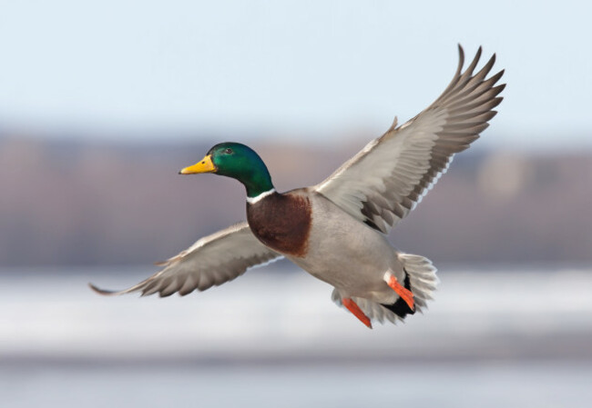 Mallard