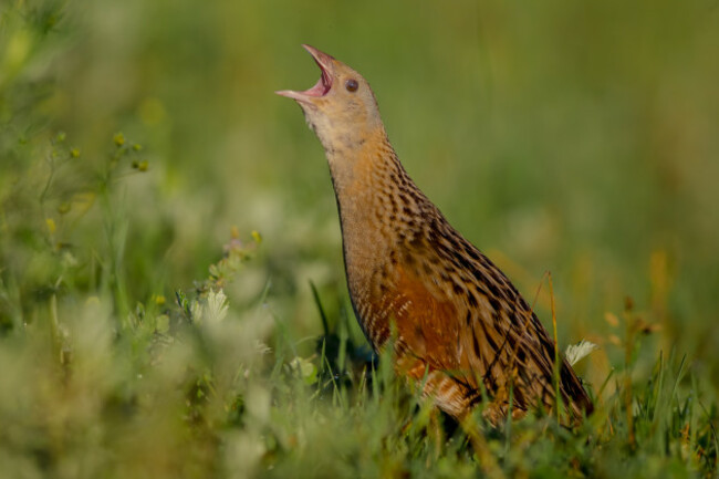 corncrake