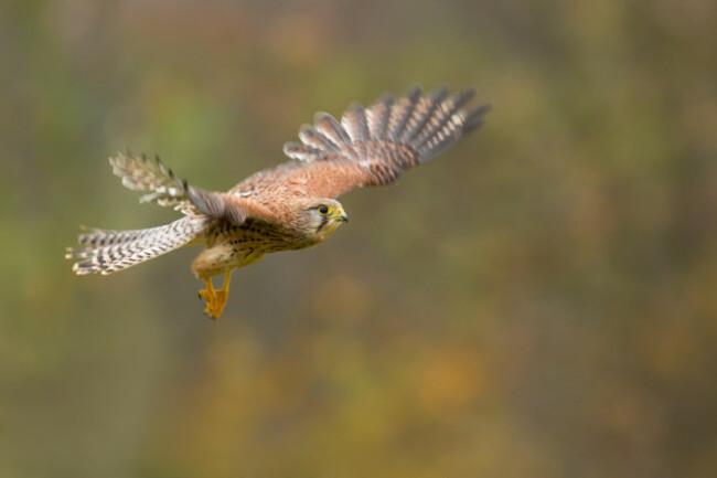 kestrel